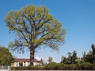 Naturdenkmal Stieleiche ("Friedenseiche") auf der Volkswiese in Belgern-Schildau... Naturdenkmal Stieleiche ("Friedenseiche") auf der Volkswiese in Belgern-Schildau...